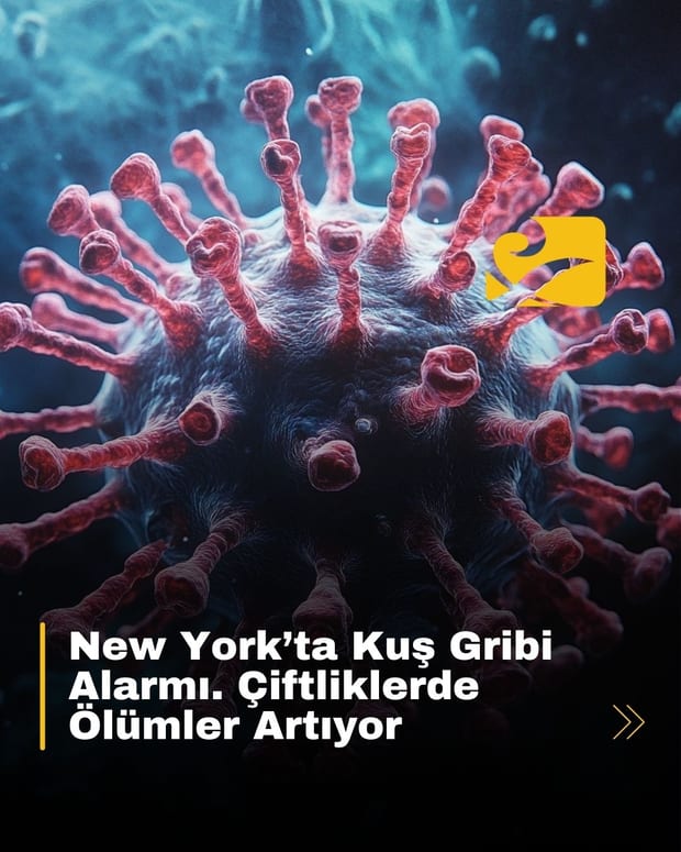 New York’un Upstate bölgesinde kuş gribi vakaları tespit edildi, yetkililer önlem çağrısı yaptı