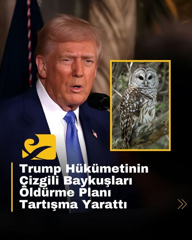 Trump yönetiminin 450 bin çizgili baykuşu öldürme planı büyük tepki çekti