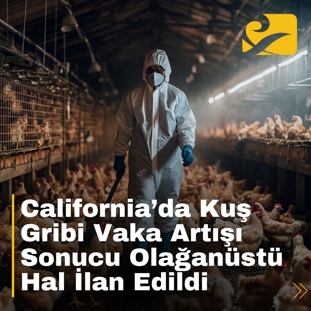 California, kuş gribi vakalarındaki artış nedeniyle Olağanüstü Hal ilan etti ve geniş çaplı sağlık önlemleri başlattı.