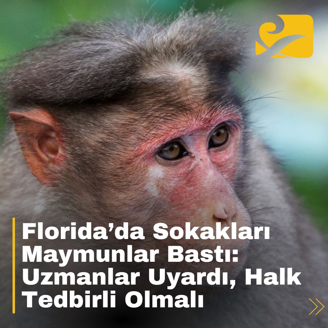 Florida’nın Orange City sokaklarında görülen yabani maymunlar halk arasında şaşkınlık yarattı.