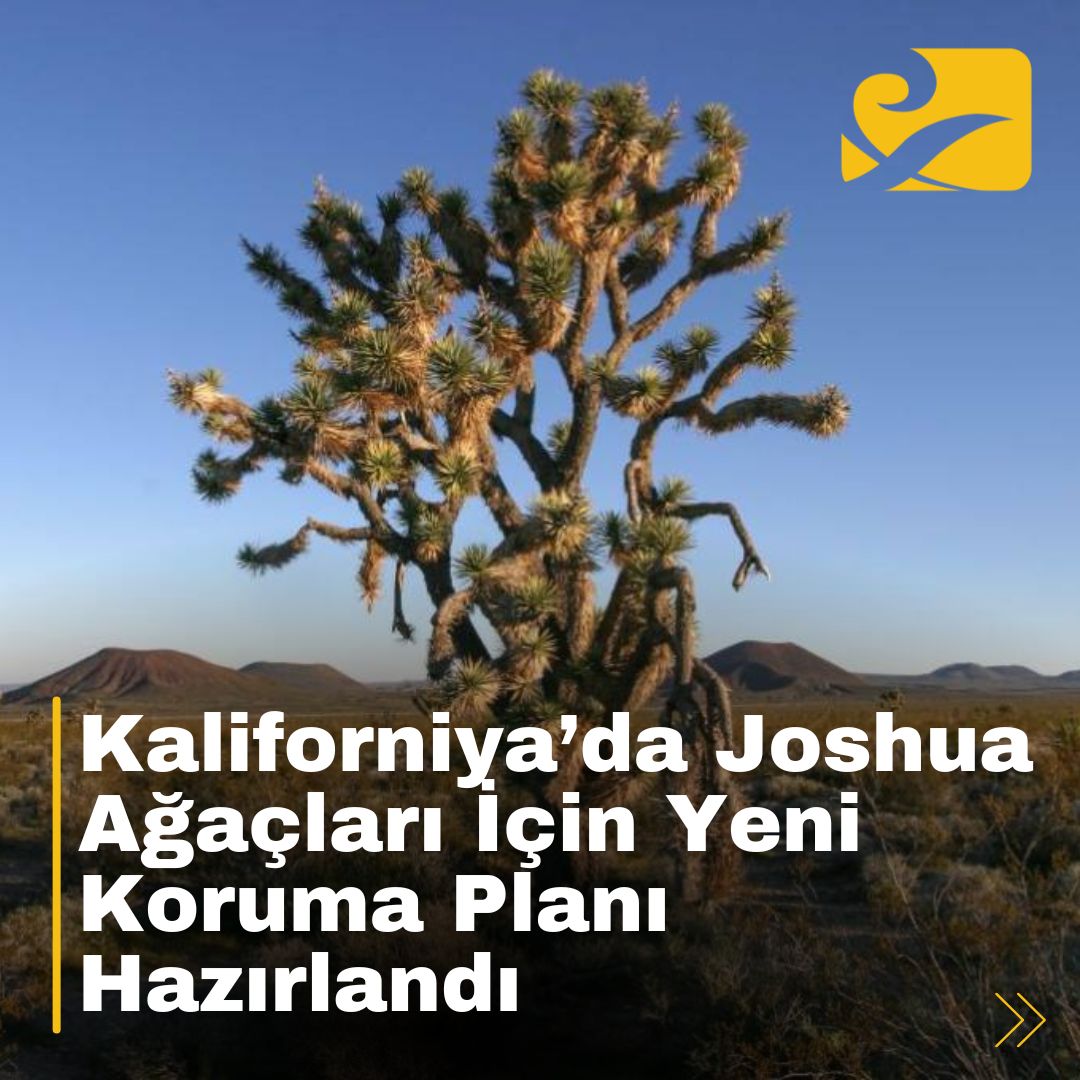 California'nın Joshua ağaçları için hazırladığı koruma planı, iklim değişikliği ve yangın tehditlerine karşı önlemler içeriyor.