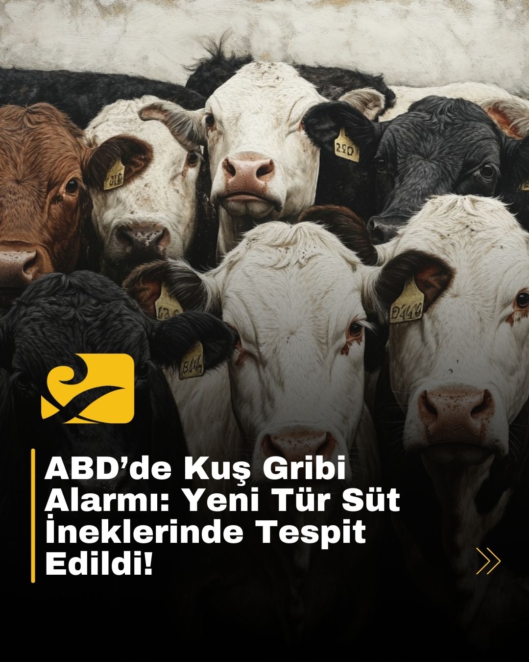 ABD’de süt sığırlarında yeni bir kuş gribi türü (D1.1 genotipi) tespit edildi