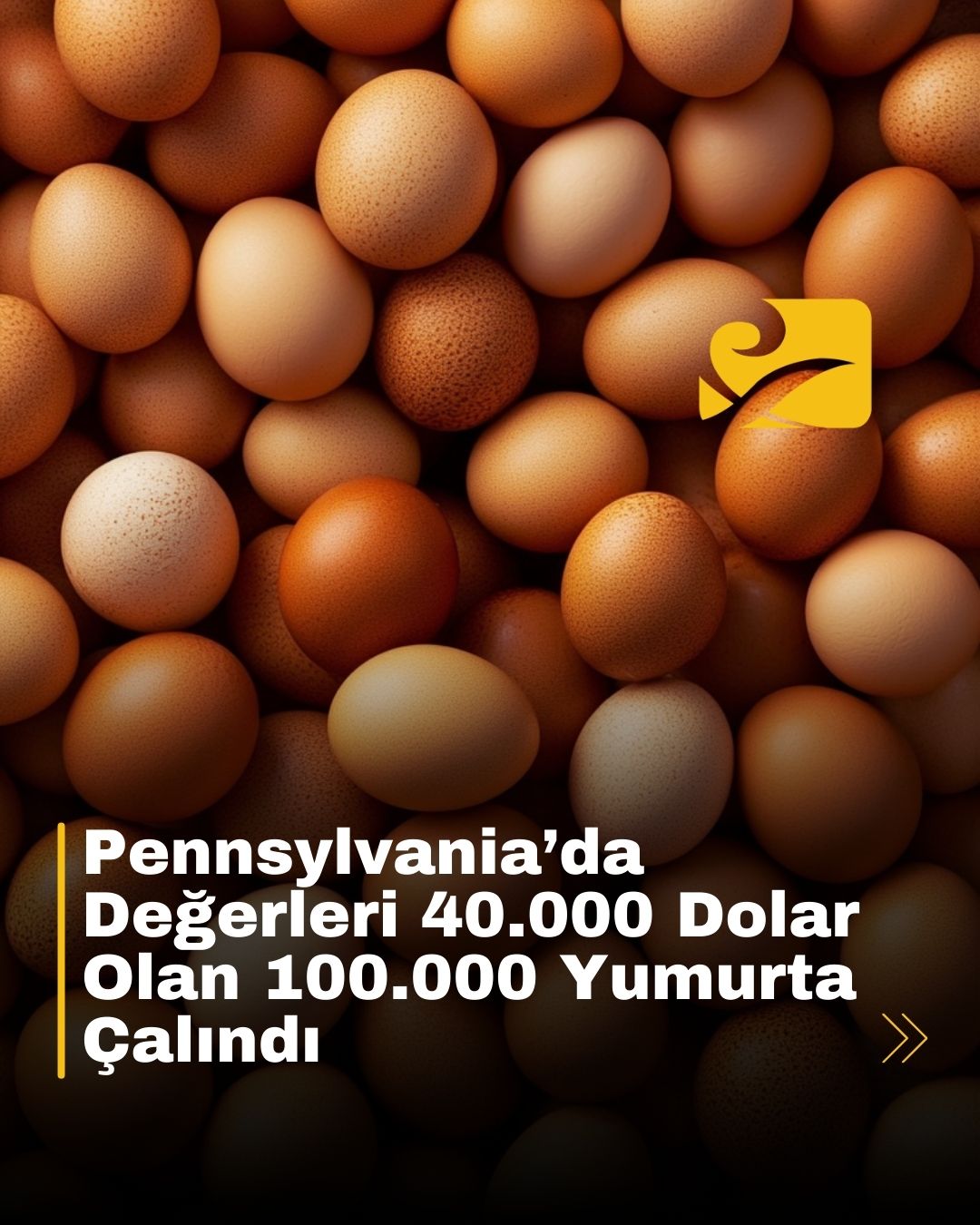 pennsylvania-yumurta-hirsizligi Pennsylvania’da 100.000 yumurta çalındı. Değeri 40.000 doları bulan hırsızlık, yumurta krizini derinleştiriyor