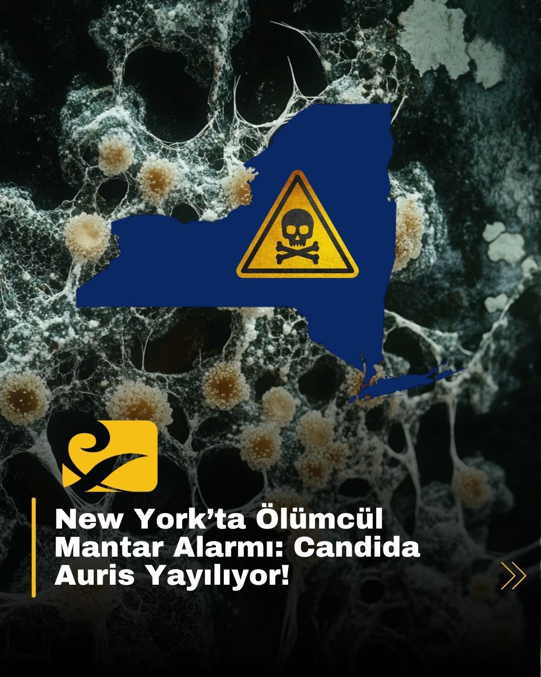 New York eyaletinde Candida Auris mantarının yayılması nedeniyle verilen sağlık alarmını temsil eden görsel