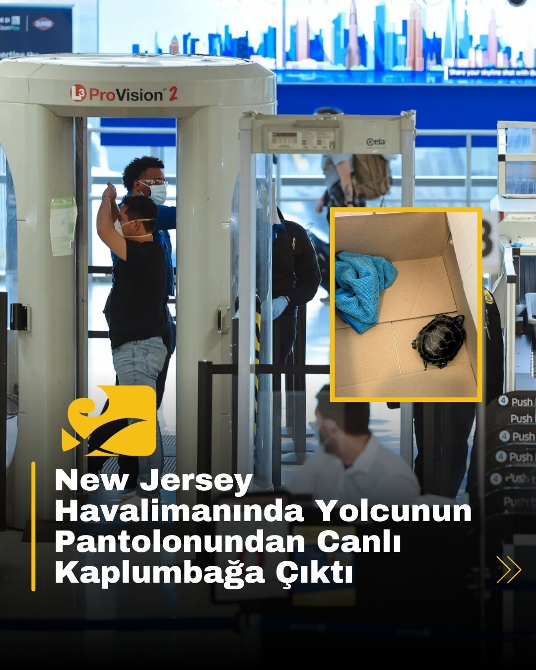 Newark Havalimanı’nda yolcunun pantolonunda gizlenmiş canlı bir kaplumbağa bulundu