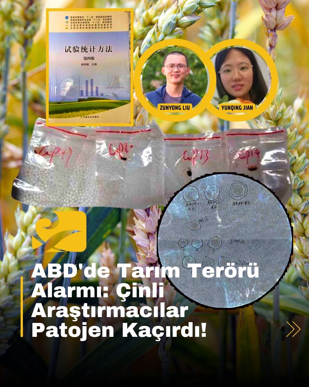 ABD’de tarım ürünlerine zarar verebilecek tehlikeli mantar nedeniyle iki Çinli araştırmacıya biyolojik kaçakçılık suçlaması yöneltildi